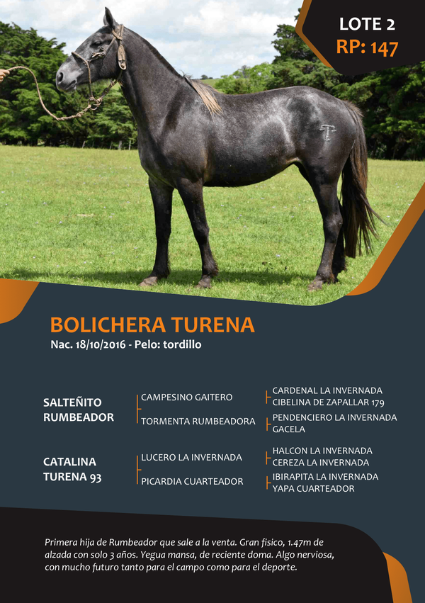 Lote RP 147 - BOLICHERA TURENA