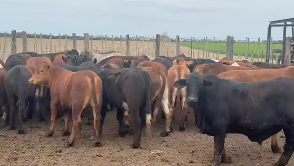 Lote 53 Novillitos