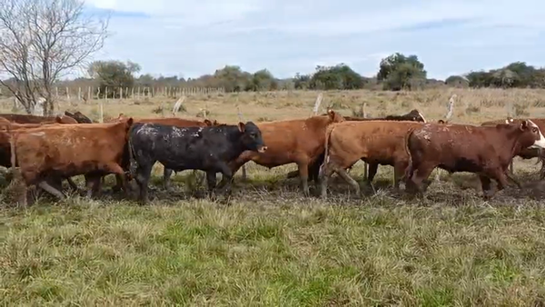 Lote 104 Terneros