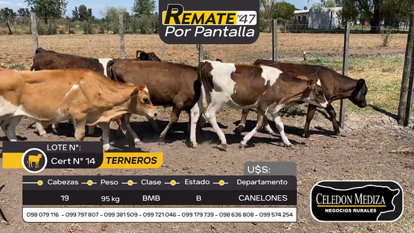 Lote 19 Terneros en Juanicó, Canelones