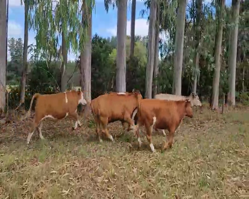 Lote 50 Novillo Engorda en Máfil, XIV Región Los Ríos