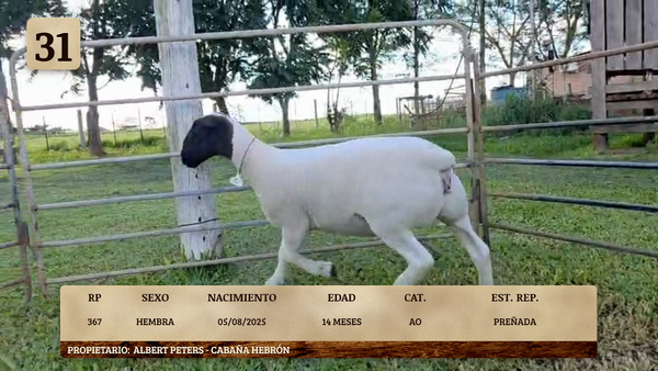 Lote LOTE 31