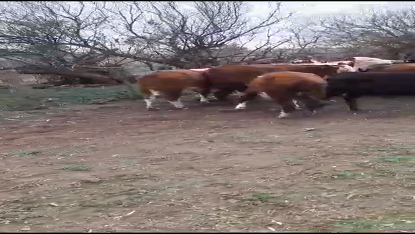 Lote 23 Terneras en Pehuajó, Buenos Aires