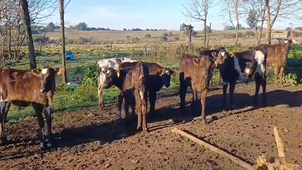 Lote (Vendido)10 Terneros Holando HOLANDO 80kg -  en RUTA DEL TIGRE