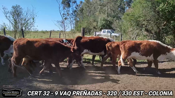 Lote 9 Vaquillonas preñadas en Colonia