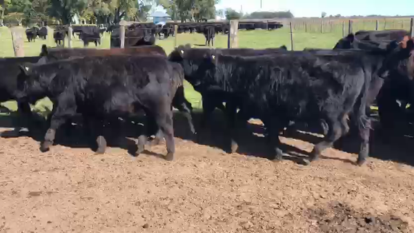 Lote 42 Terneros