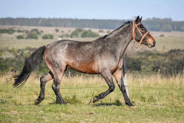 Lote CARDENAL LA FLECHILLA