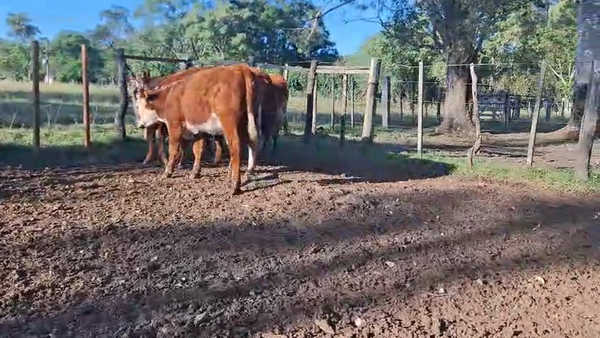 Lote VAQUILLONAS 1 A 2