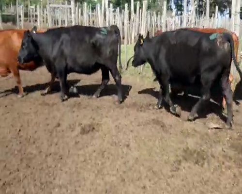 Lote 6 Vacas de Invernada ANGUS 500kg - , San José