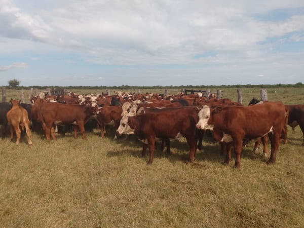 Lote SAENZ VALIENTE, BULLRICH Y Cia. S.A.