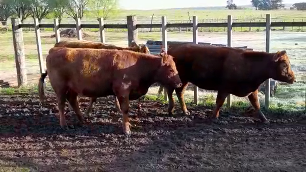 Lote (Vendido)3 Vaquillonas 1 a 2 años 405kg -  en ANCHORENA