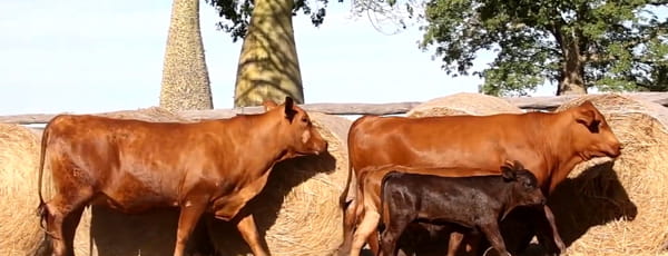 Lote VACAS REGISTRADAS CON CRÍA AL PIE