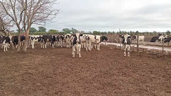 Lote 28 Novillos Holando Argentino en Cululú, Santa Fe