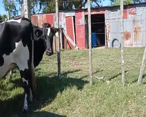 Lote 3 Vaquillonas  HOLANDO, San José