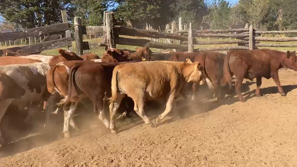 Lote 27 Novillo Engorda en Aysén, XI Región Aysén