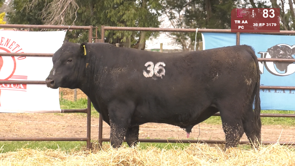 36 3179 — TOROS ANGUS NEGROS  PC