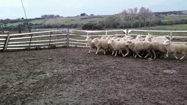 Lote CORDEROS HIGHLANDER