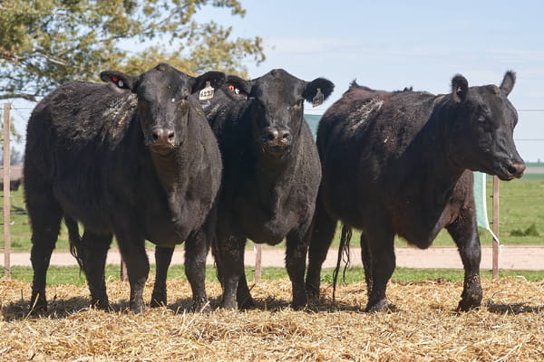 Lote "TRES MOLINOS" VAQUILLAS P.C PREÑADAS
