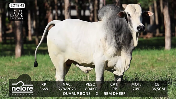 Lote LOTE 43