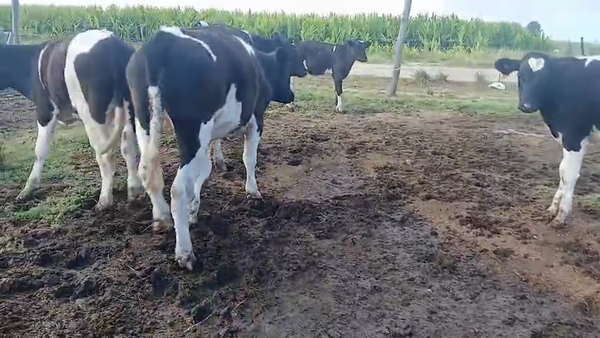 Lote 5 Novillos 170kg - , San José