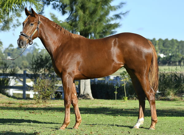 Lote MITOLOGIA GRIEGA