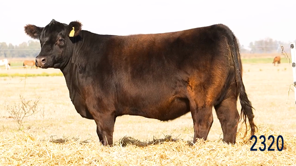 Lote Vaquillona