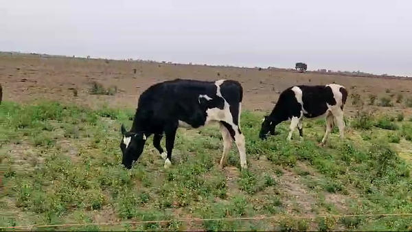 Lote 50 Vaquillonas Holando Argentino en Ceres, Santa Fe