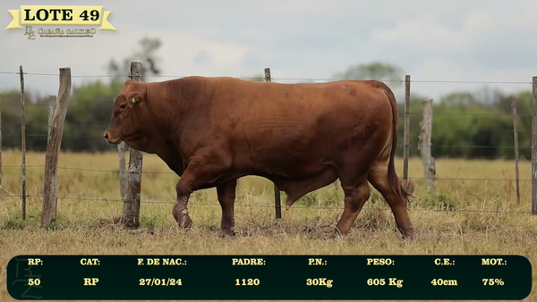 Lote LOTE 49