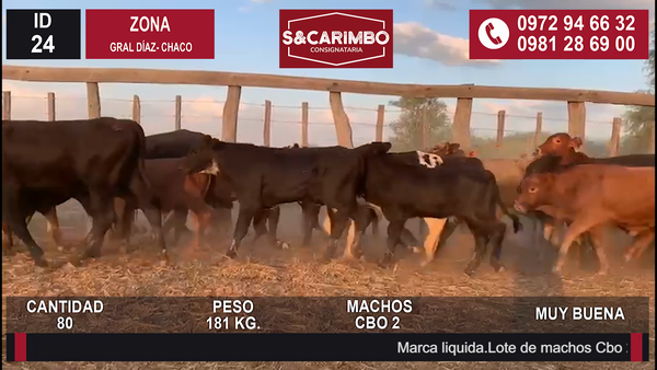 Lote 80 Machos CBO 2