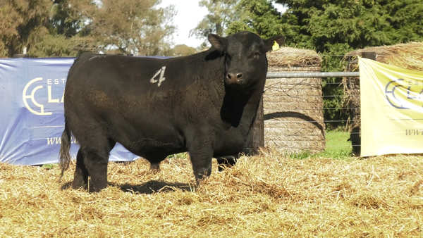 Lote TOROS ANGUS PURO CONTROLADO