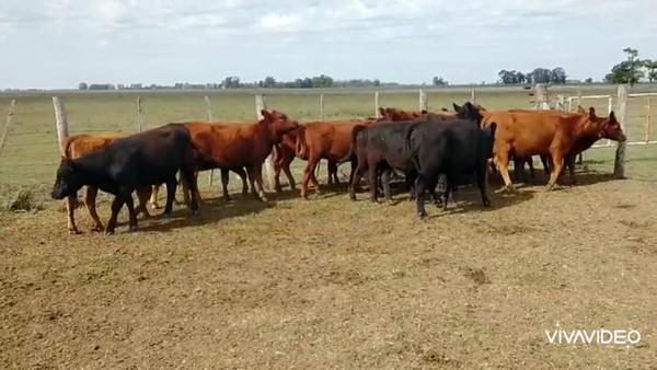 Lote 19 Terneras en Brandsen, Buenos Aires