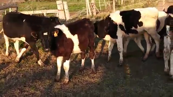 Lote 7 Terneros HOLANDO 160kg - , San José