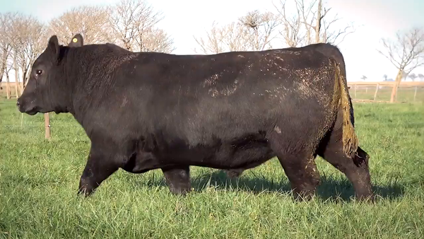 Lote Toros PP y PC a campo con DEPs