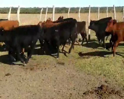 Lote 70 Terneros/as en Santa Elena, Entre Ríos