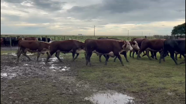 Lote 82 Novillos 2 a 3 años en Treinta y Tres