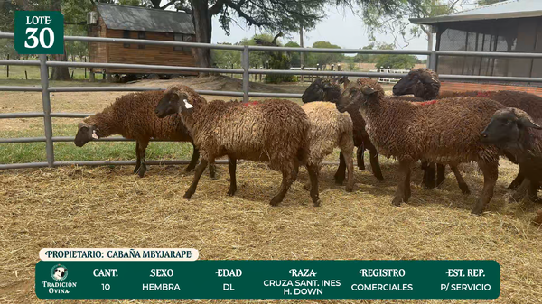 Lote LOTE 30 - POR PANTALLA