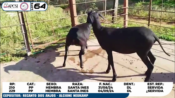 Lote LOTE 64