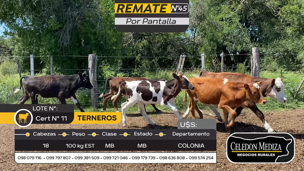 Lote 18 Terneros en Artilleros, Colonia