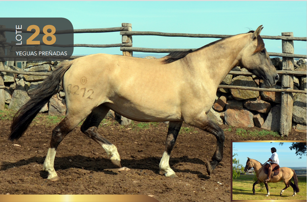 Lote Pachorra Chaná