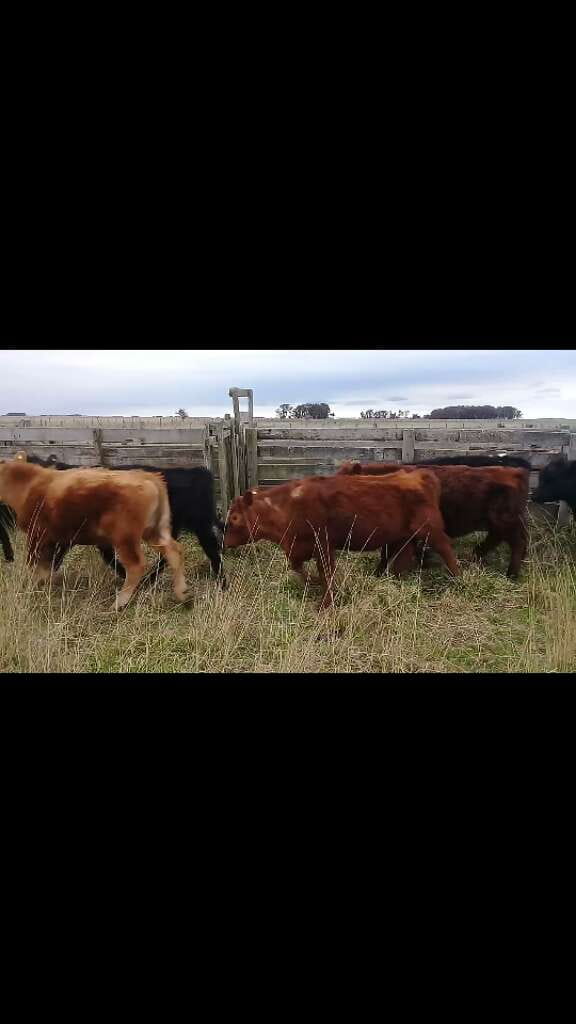 Lote 10 Novillitos y vaquillonas en Benito Juárez, Buenos Aires