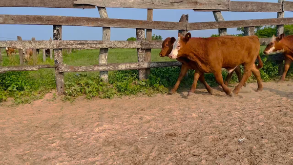 Lote 100 Terneros/as en Berón de Astrada, Corrientes
