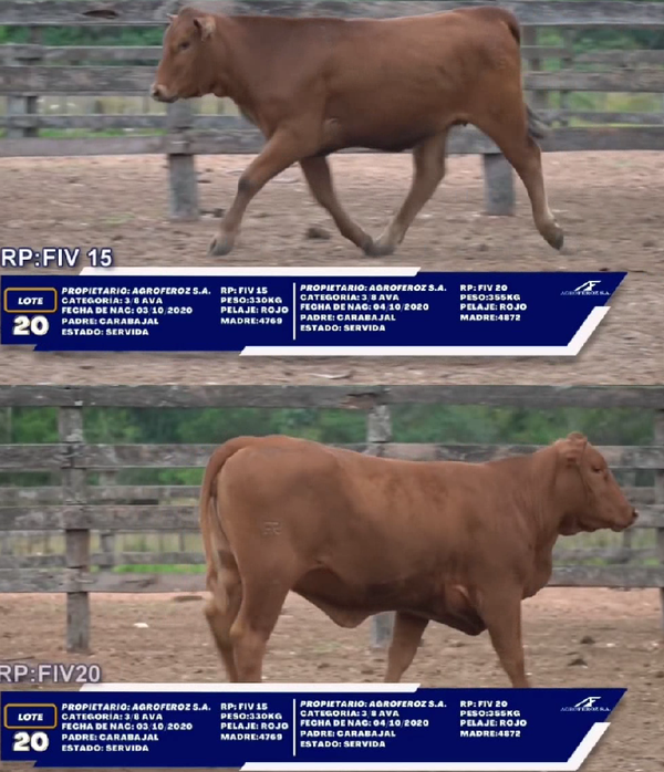 Lote LOTE 20 - DUO