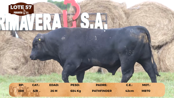 Lote LOTE 57