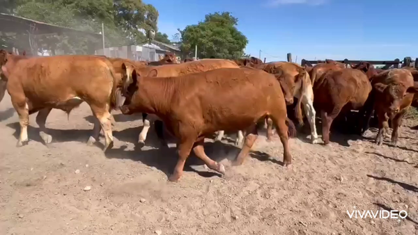 Lote 47 Novillitos en Gral. Las Heras, Buenos Aires