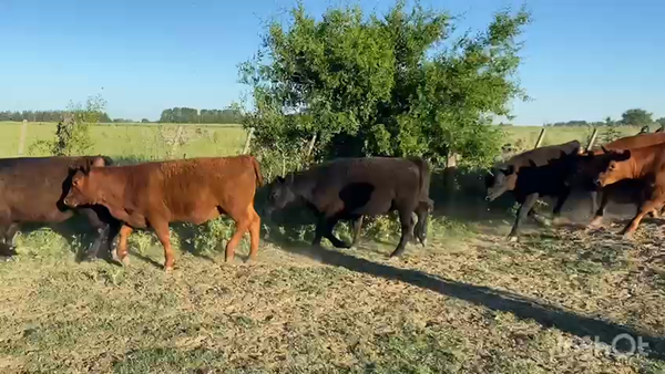 Lote 44 Terneros/as en Brandsen, Buenos Aires