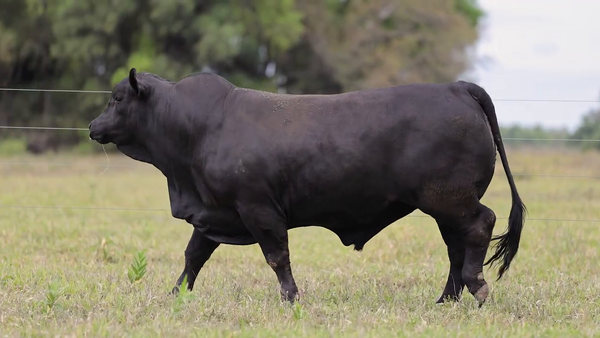 Lote Toros Brangus - Cabaña El Candil