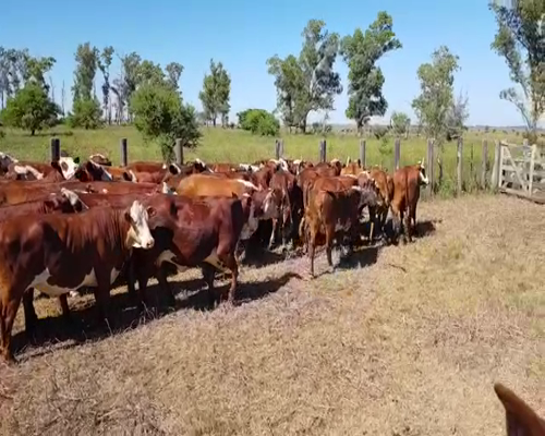 Lote 50 Vacas nuevas en San Justo, Santa Fe