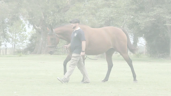 Lote ANGELINA J (COSMIC TRIGGER -  AGGIORNATTA) Preñez por TREASURE BEACH