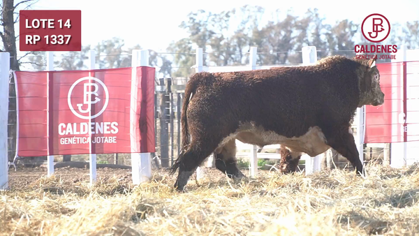 Lote Toro PR