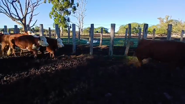 Lote 76 Vacas de invernar